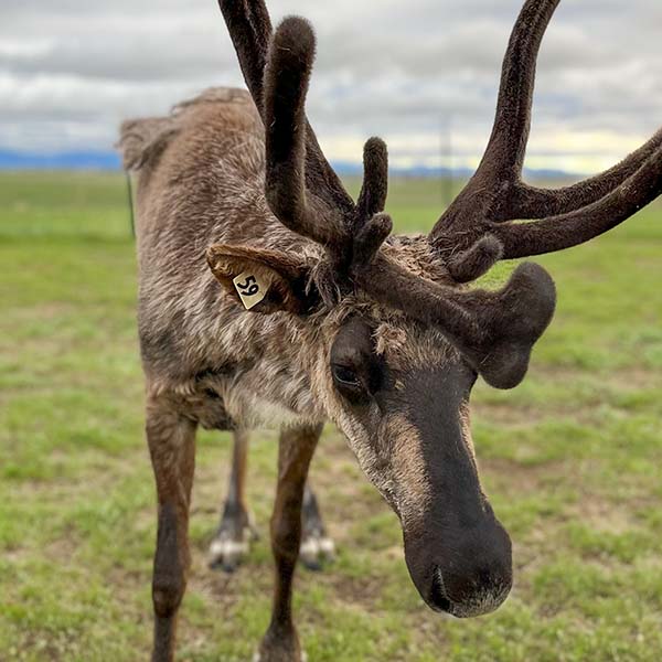 Hilltop Reindeer Ranch, Jingles herd photo, live reindeer for Colorado events