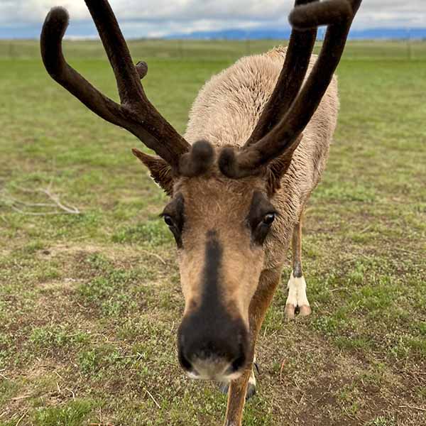 Hilltop Reindeer Ranch, Mistletoe herd photo, live reindeer for Colorado events