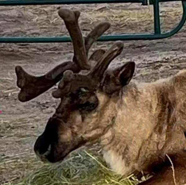 Hilltop Reindeer Ranch, Prancer herd photo, live reindeer for Colorado events